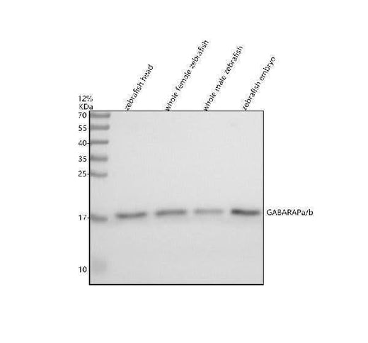 Anti-Zebrafish GABARAPa/b Antibody Picoband® Boster Bio