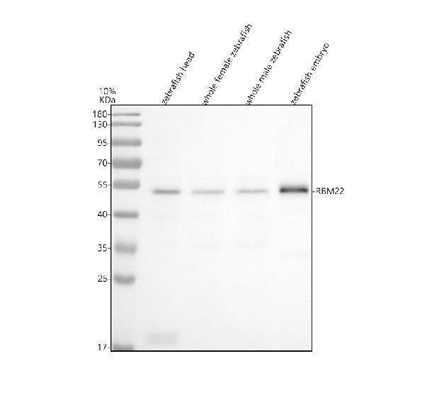 Anti-Zebrafish RBM22 Antibody Picoband® Boster Bio