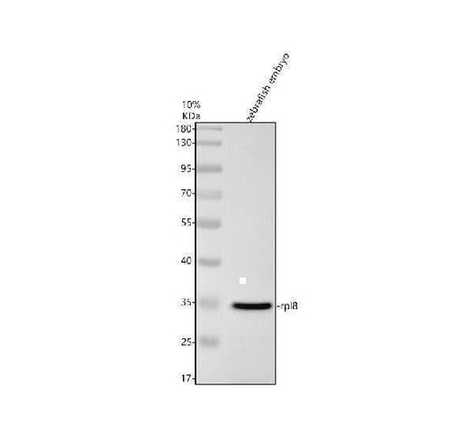 Anti-Zebrafish RPL8 Antibody Picoband® Boster Bio