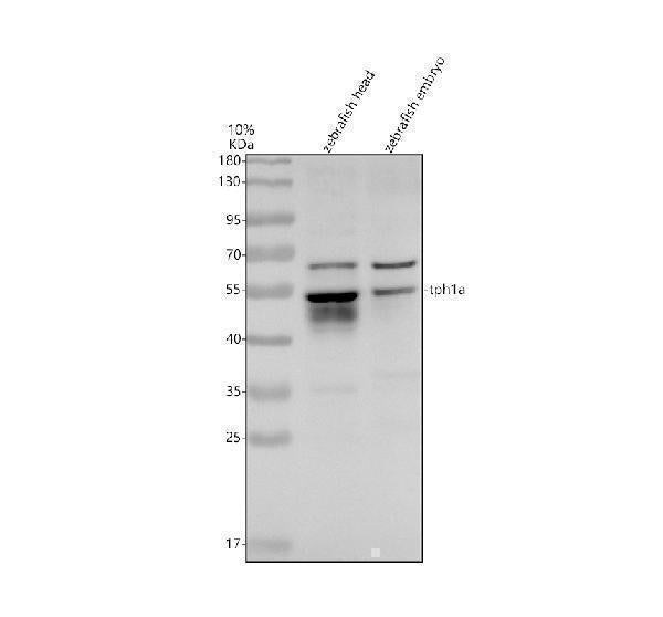 Anti-Zebrafish TPH1A Antibody Picoband® Boster Bio