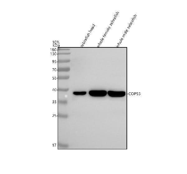 Anti-Zebrafish JAB1/COPS5 Antibody Picoband® Boster Bio