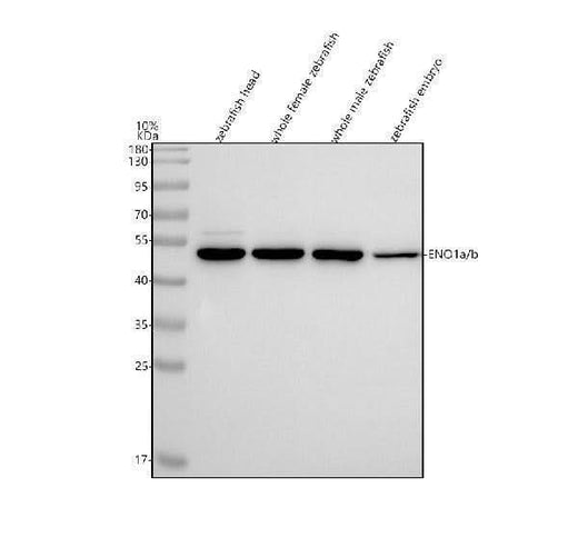 Anti-Zebrafish ENO1a/b Antibody Picoband® Boster Bio