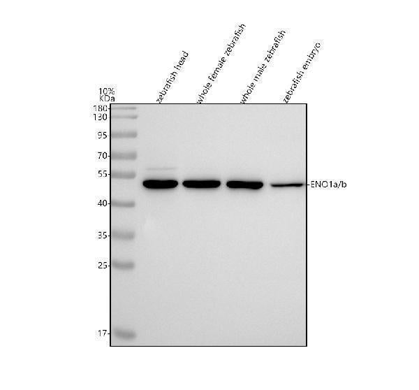 Anti-Zebrafish ENO1a/b Antibody Picoband® Boster Bio