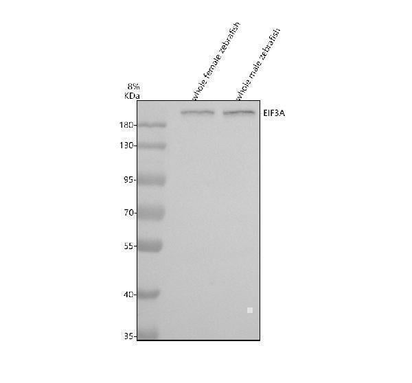 Anti-Zebrafish EIF3A Antibody Picoband® Boster Bio