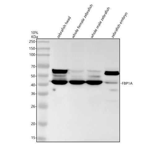 Boster AZQ6PFT1 WB validation image