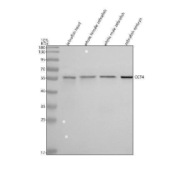 Anti-Zebrafish CCT4 Antibody Picoband® Boster Bio