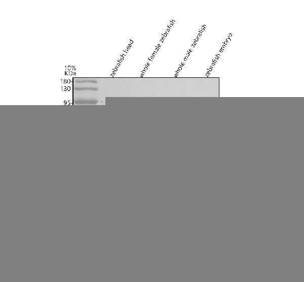 Anti-Zebrafish GNB1/1b Antibody Picoband® Boster Bio