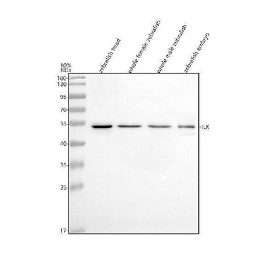 Anti-Zebrafish ILK Antibody Picoband® Boster Bio