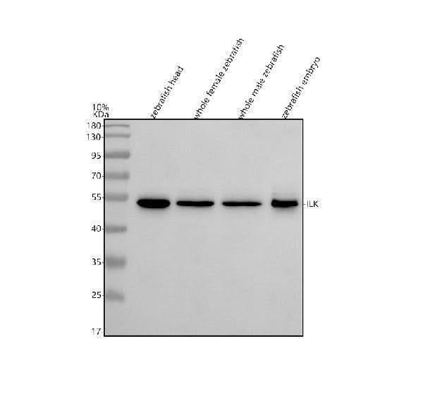 Anti-Zebrafish ILK Antibody Picoband® Boster Bio