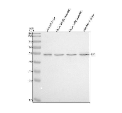 Anti-Zebrafish ILK Antibody Picoband® Boster Bio