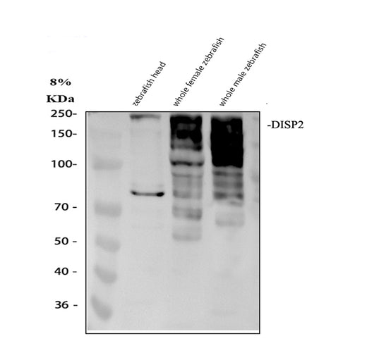 Boster AZQ6R5J1 validation image 1