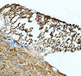 Anti-Zebrafish LHB Antibody Boster Bio