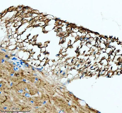 Anti-Zebrafish LHB Antibody Boster Bio