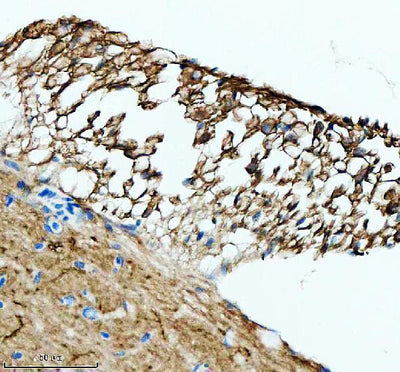 Anti-Zebrafish LHB Antibody Boster Bio