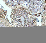 Anti-Zebrafish LHCGR Antibody Boster Bio