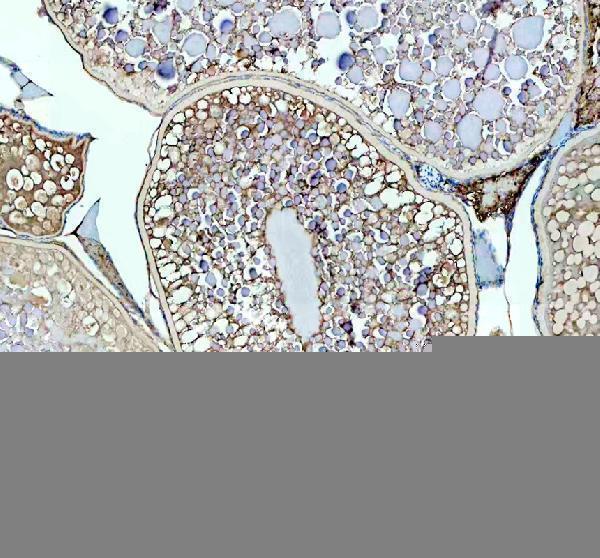 Anti-Zebrafish LHCGR Antibody Boster Bio