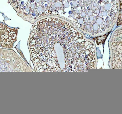 Anti-Zebrafish LHCGR Antibody Boster Bio