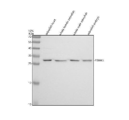 Anti-Zebrafish PSMA5 Antibody Picoband® Boster Bio