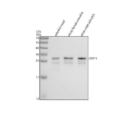 Anti-Zebrafish OSTF1 Antibody Picoband® Boster Bio