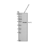 Anti-Zebrafish C9orf72 Antibody Picoband® Boster Bio