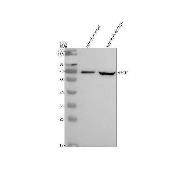 Anti-Zebrafish ABCE1 Antibody Picoband® Boster Bio
