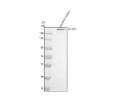 Anti-Zebrafish DICER1 Antibody Picoband® Boster Bio