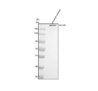 Anti-Zebrafish DICER1 Antibody Picoband® Boster Bio