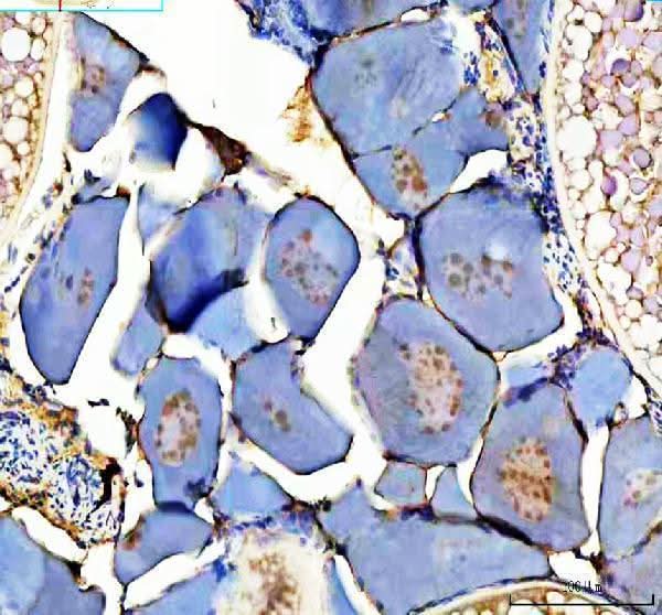 Anti-Zebrafish DMRT1 Antibody Picoband® Boster Bio