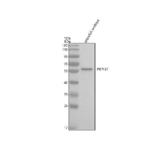 Anti-Zebrafish PRPF31 Antibody Picoband® Boster Bio