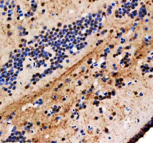 Anti-Zebrafish HNRNPA1a/b Antibody Boster Bio
