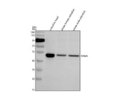 Anti-Zebrafish MAEA Antibody Picoband® Boster Bio