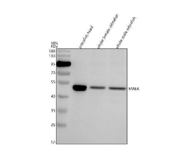 Anti-Zebrafish MAEA Antibody Picoband® Boster Bio