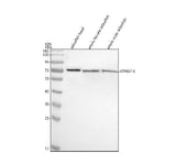 Anti-Zebrafish ATP6V1A Antibody Picoband® Boster Bio