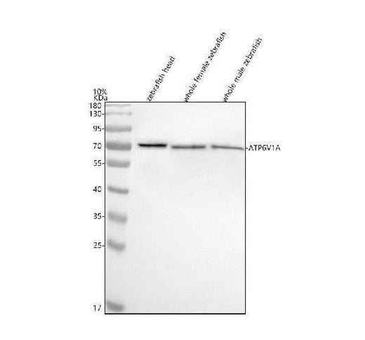 Anti-Zebrafish ATP6V1A Antibody Picoband® Boster Bio