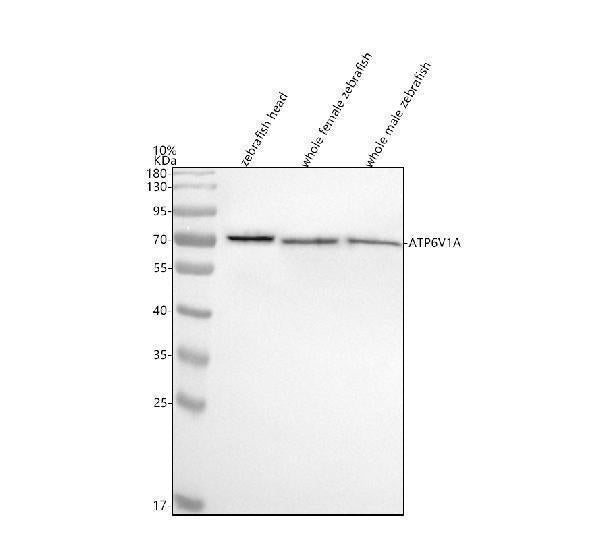 Anti-Zebrafish ATP6V1A Antibody Picoband® Boster Bio