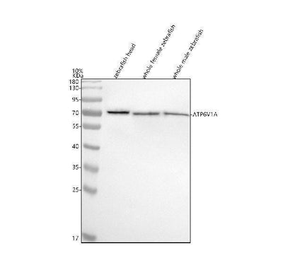 Anti-Zebrafish ATP6V1A Antibody Picoband® Boster Bio