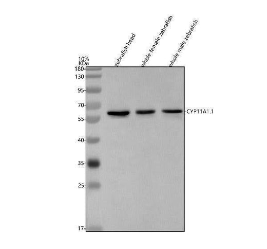 Anti-Zebrafish CYP11A1.1 Antibody Picoband® Boster Bio