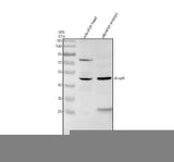 Anti-Zebrafish DUSP6 Antibody Picoband® Boster Bio
