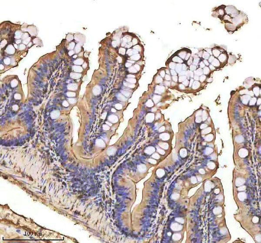 Anti-Zebrafish MMP9 Antibody Boster Bio