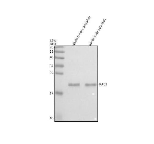 Anti-Zebrafish RAC1 Antibody Picoband® Boster Bio