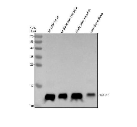 Anti-Zebrafish HBAE1.1 Antibody Picoband® Boster Bio