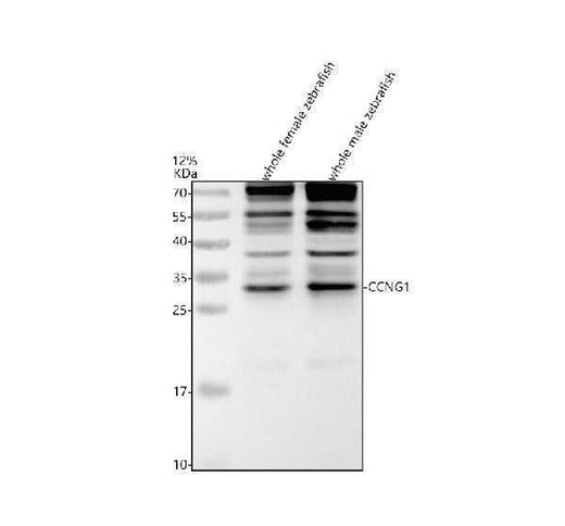 Anti-Zebrafish CCNG1 Antibody Picoband® Boster Bio