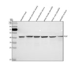 Anti-Zebrafish PGK1 Antibody Picoband® Boster Bio