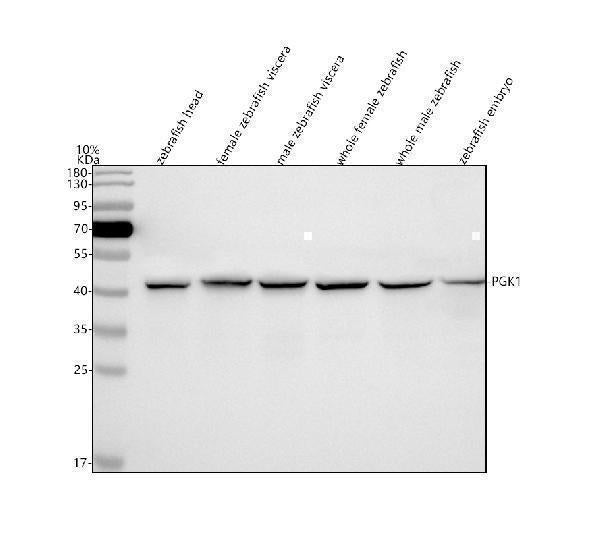 Anti-Zebrafish PGK1 Antibody Picoband® Boster Bio