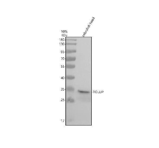 Anti-Zebrafish TOLLIP Antibody Picoband® Boster Bio