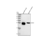 Anti-Zebrafish HPRT1 Antibody Picoband® Boster Bio