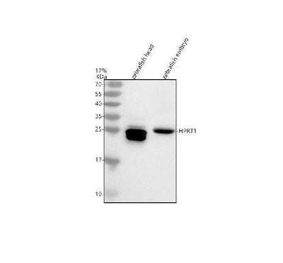 Anti-Zebrafish HPRT1 Antibody Picoband® Boster Bio