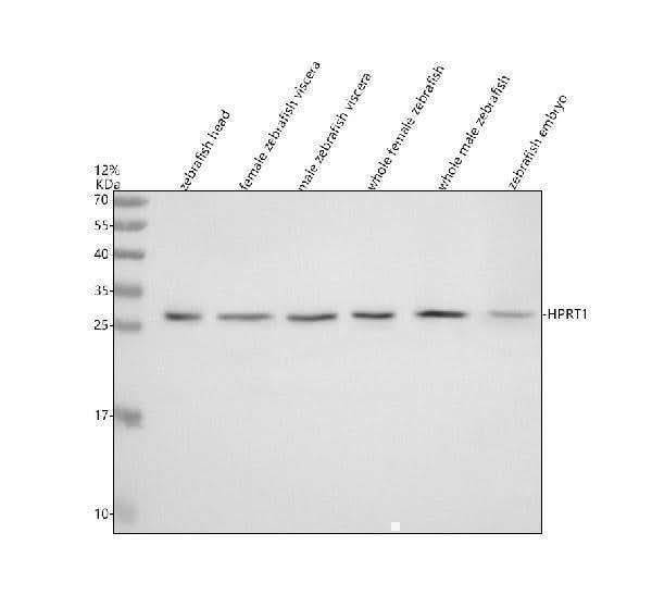 Anti-Zebrafish HPRT1 Antibody Picoband® Boster Bio