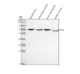 Anti-Zebrafish SDHA Antibody Picoband® Boster Bio