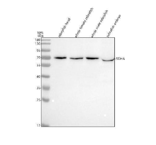 Anti-Zebrafish SDHA Antibody Picoband® Boster Bio